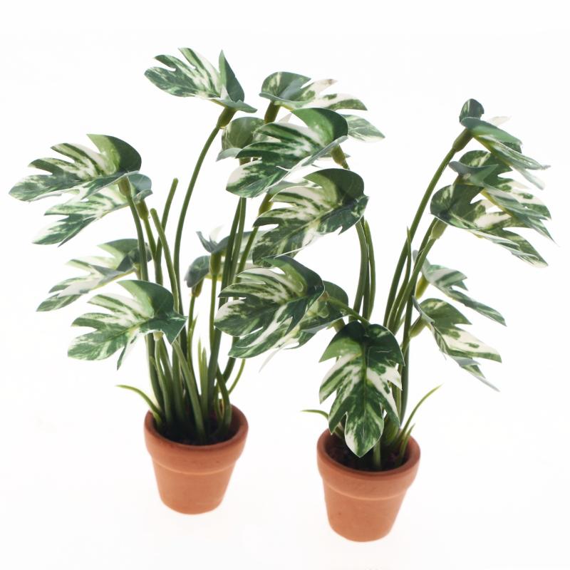 Nuovo. 1 Pezzo Pianta Verde Mo - Smart Garden In Home recensione e prezzo